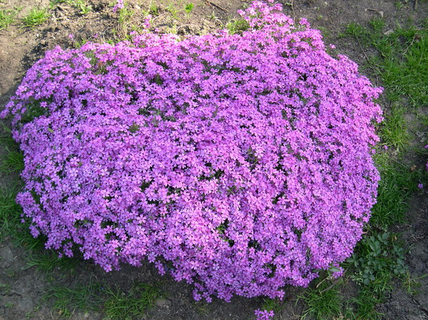 Стелющимся флоксам - Phlox subulata «Moerheimii»