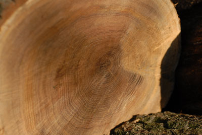 Срез дерева, древесина которого имеет косослойность
