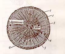 Поперечный разрез ствола дерева (рис.1)