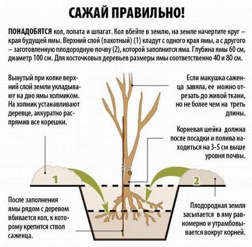 Черешня Ревна - описание сорта, выращивание своими руками