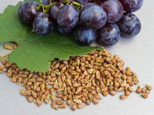 Девичий виноград из семян: посадка и уход, инструкции + советы