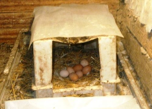 Гнездо для кур несушек своими руками: чертежи и пошаговая инструкция по изготовлению!