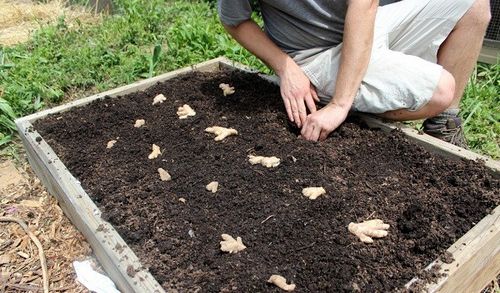 Имбирь – выращивание на даче своими руками