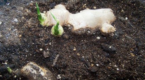 Имбирь – выращивание на даче своими руками