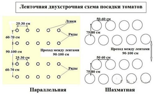 Как вырастить помидоры в теплице - пошаговая инструкция!