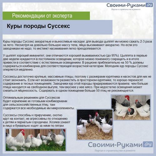 Какие породы кур самые лучшие несушки - подробный обзор + сравнение яйценоскости!