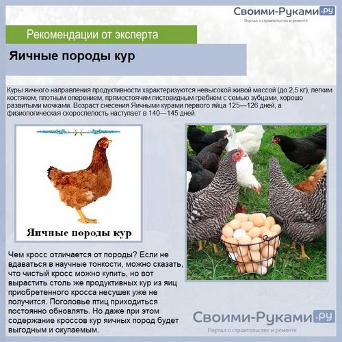 Какие породы кур самые лучшие несушки - подробный обзор + сравнение яйценоскости!