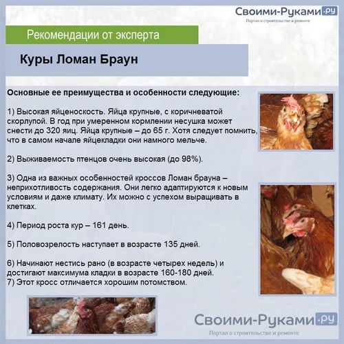 Какие породы кур самые лучшие несушки - подробный обзор + сравнение яйценоскости!