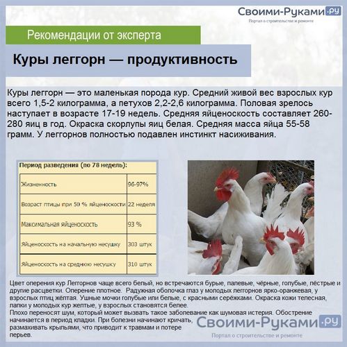 Какие породы кур самые лучшие несушки - подробный обзор + сравнение яйценоскости!