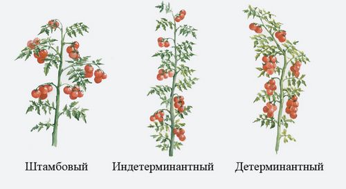 Какие сорта помидор самые урожайные для теплиц - список и описание томатов