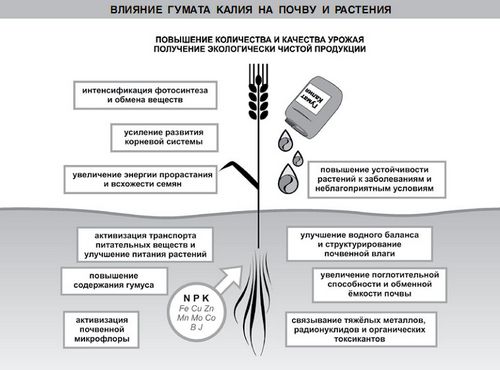 Калийные удобрения: их значение и применение, разновидности