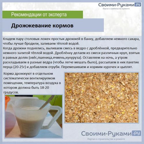 Куры несушки: лучшие породы для разведения дома - подробная информация!