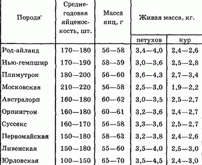 Куры несушки: лучшие породы для разведения дома - подробная информация!