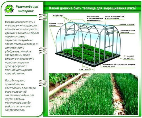 Лук на зелень из семян: выращивание - подробная инструкция!