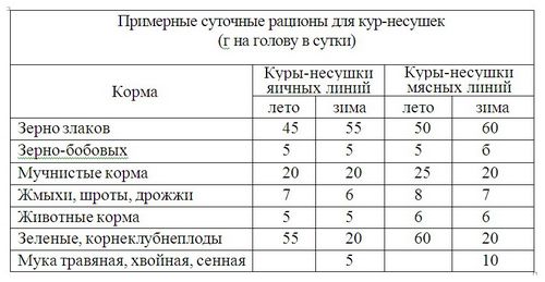 Почему куры едят свои яйца что делать - 5 советов, которые помогут избавиться от проблемы!