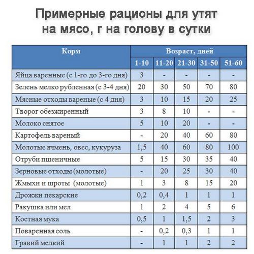 Содержание уток в домашних условиях - подробная инструкция