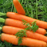 Сорта моркови устойчивые к морковной мухе - перечень и описание сортов