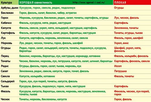 Сорта помидоров, устойчивых к фитофторозу - 25 лучших сортов!