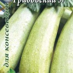 Выращивание кабачков в открытом грунте - подробная информация и агротехнология!