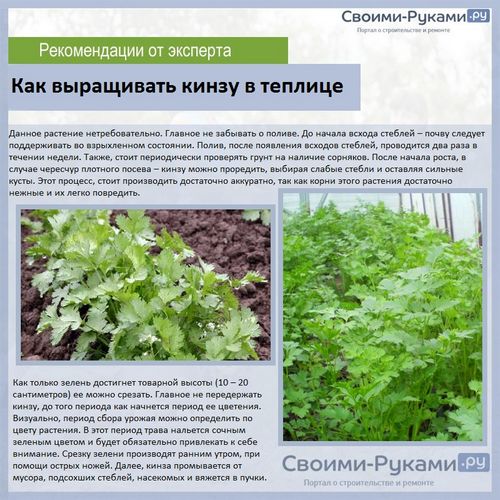 Выращивание зелени в теплице как бизнес: инструкция - подробно!