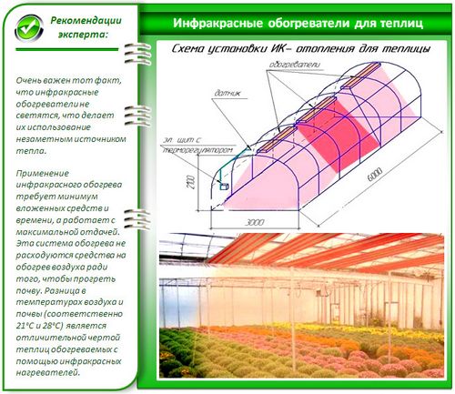 Выращивание зелени в теплице как бизнес: инструкция - подробно!