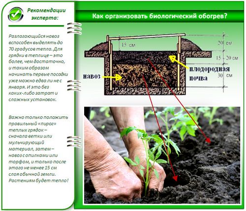 Выращивание зелени в теплице как бизнес: инструкция - подробно!