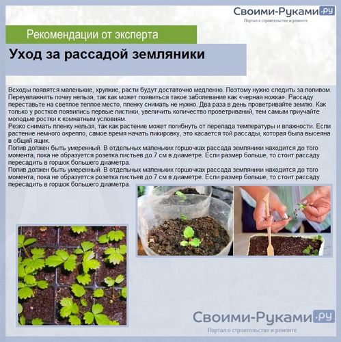Земляника Али Баба: выращивание из семян - подробная инструкция!