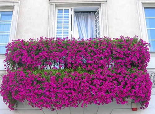 Ампельные цветы на балконе + фото