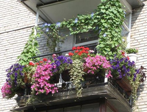 Ампельные цветы на балконе + фото