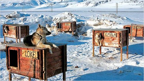 Будка для собаки своими руками - размеры, чертежи, схемы, фото