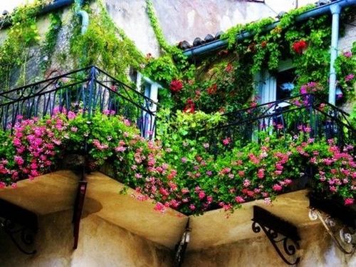 До какой температуры можно держать цветы на балконе: когда заносить цветы с балкона