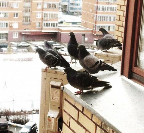 Как избавиться от голубей на крыше ба