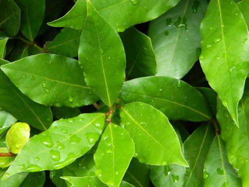 Лавровое дерево из листика: особенности выращивания. Как вырастить лавровое дерево. Как вырастить лавровое дерево
