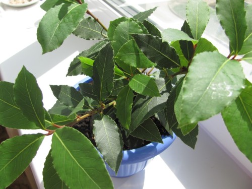 Лавровое дерево из листика: особенности выращивания. Как вырастить лавровое дерево. Как вырастить лавровое дерево