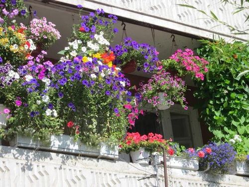 Оформление балкона цветами: как украсить, дизайн, вьющиеся, ампельные, фото
