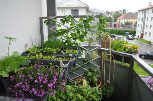 Огород на балконе своими руками: что посадить на подоконнике, окне