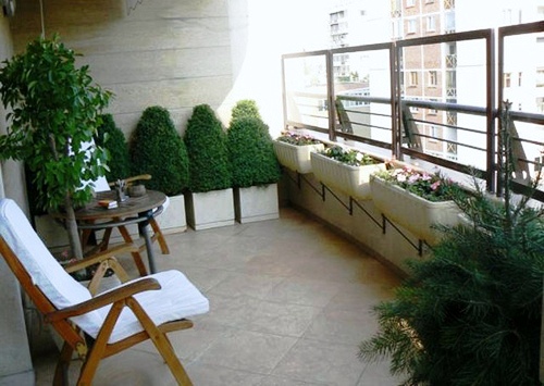 Туя на балконе зимой: морозоустойчивые растения для балкона