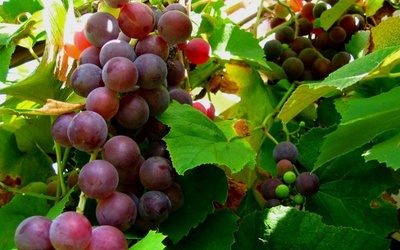 Виноград на балконе: выбираем сорт и готовим почву
